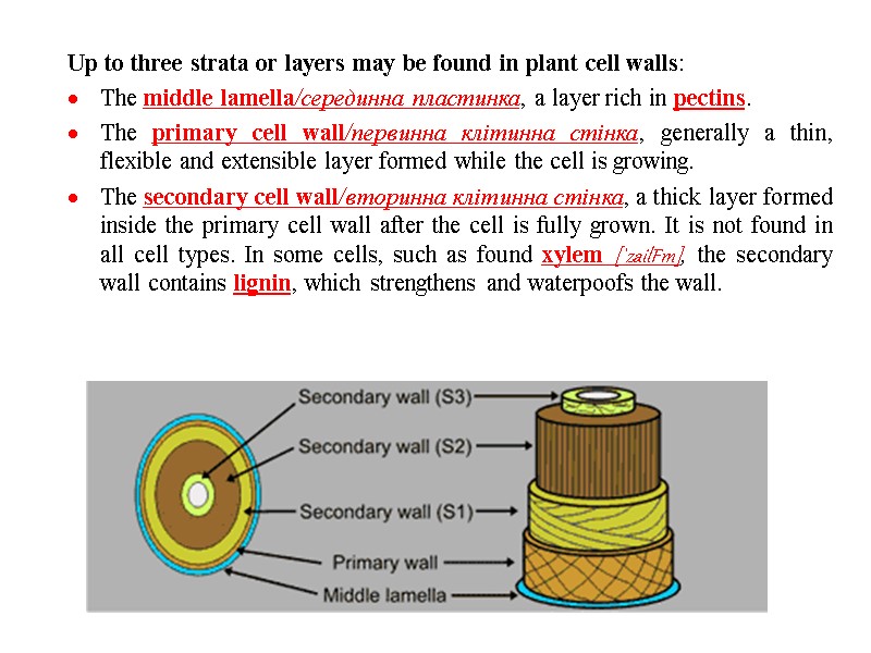 Up to three strata or layers may be found in plant cell walls: ·